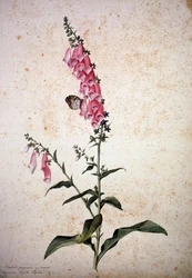 Herbarium: Digitalis purpurea mit Papilio paphia