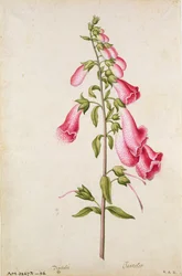 Fingerhut: Digitalis purpurea, um 1568, von J.le Moyne de Morgues (um 1530-88)