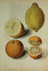 Zitronen: Citrus limonum und Citrus aurantium, um 1568
