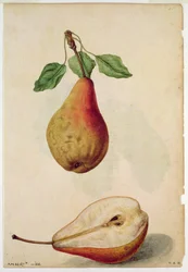 Birne: Pyrus communis, um 1568, von J.le Moyne de Morgues (um 1530-88)