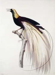Großer Paradiesvogel, Männchen