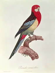 Buntfarbiger Sittich