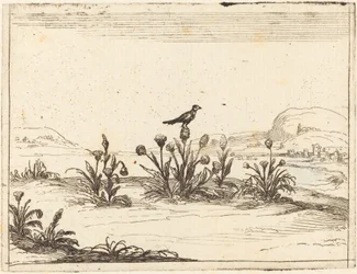 Vogel auf einer Distel sitzend