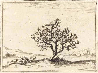 Nachtigall in einem Busch, 1628