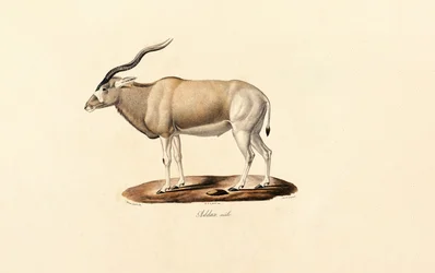Addax-Antilope