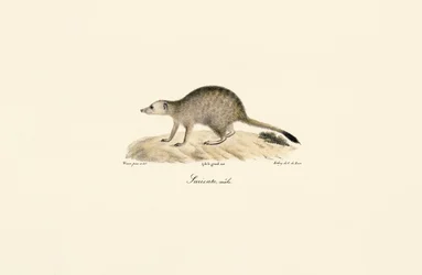 Afrikanischer Mungo (Männlich)