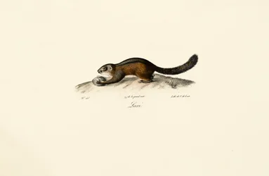 Amerikanischer Marder