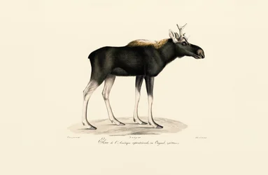 Amerikanischer Elch (Alces americanus)