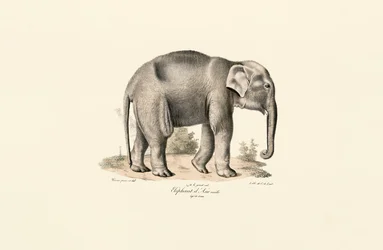 Asiatischer Elefant