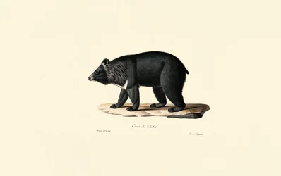 Asiatischer Schwarzbär (Tibetbär)
