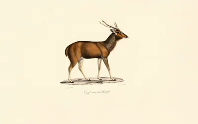 Bengalischer Axishirsch (Cerf noir du Bengale)