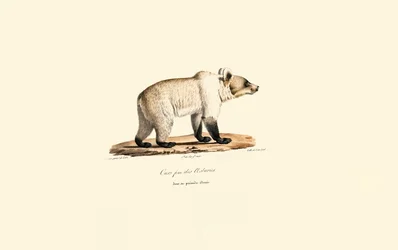 Kantabrischer Braunbär