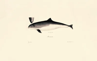 Gewöhnlicher Großer Tümmler