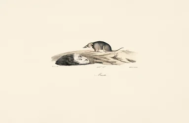 Waldspitzmaus