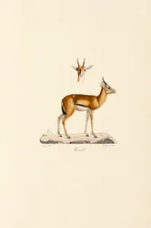 Dorkasgazelle