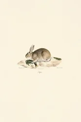 Europäisches Kaninchen (Lapin)
