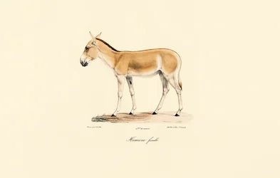 Weiblicher Asiatischer Wildesel