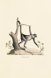 Weiblicher Schwarzer Klammeraffe