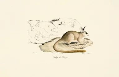 Fennek-Fuchs