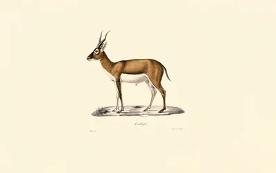 Kropfgazelle