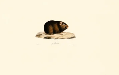 Meerschweinchen