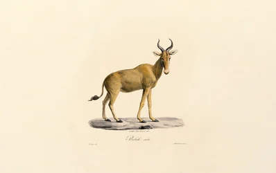 Hartebeest