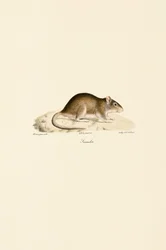 Hausmaus