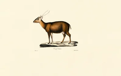 Indischer Muntjak (Cerf Cochon)