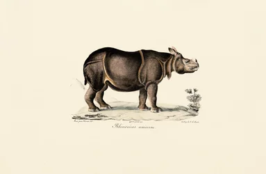 Indisches Nashorn