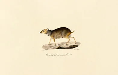 Javanischer Hirsch (Männlich)