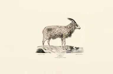 Langhaarziege