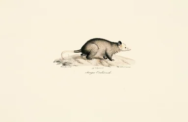Männliches Nacktschwanz-Wollopossum