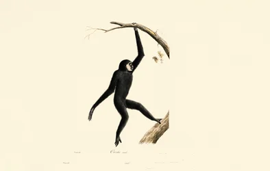Männlicher Siamang