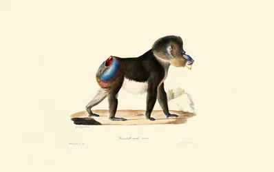 Mandrill