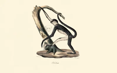 Mantelaffe