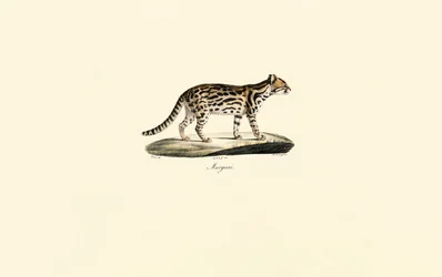 Margay