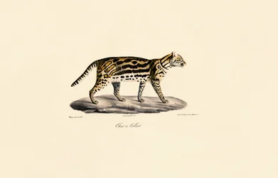 Margay-Katze