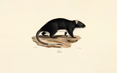 Bisamratte