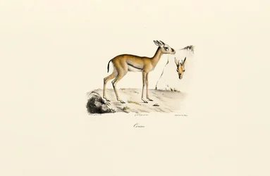 Nordafrikanische Gazelle