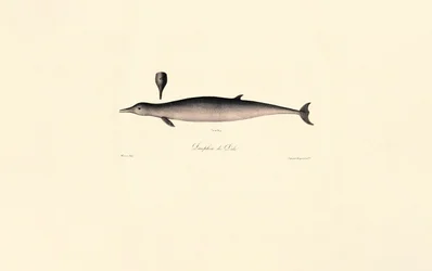 Nördlicher Entenwal