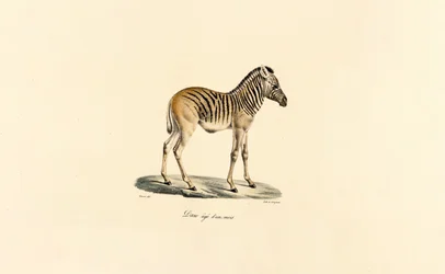 Einjähriges Bergzebra