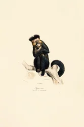 Weißhandgibbon
