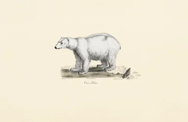 Eisbär