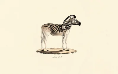 Quagga, weiblich