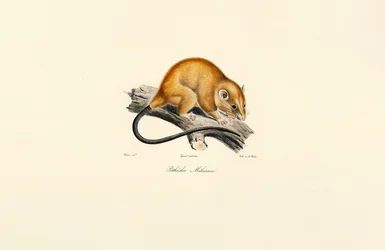Rotbauchhörnchen (Pithécidie Mélanure)