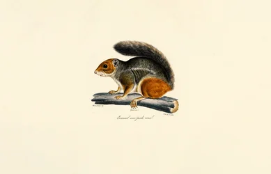 Rotschwanz-Streifenhörnchen