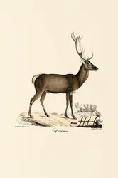 Rothirsch