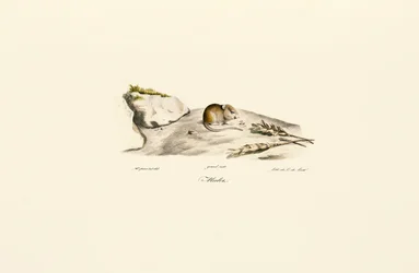 Shaws Rennmaus (Mérion)