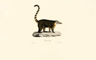 Südamerikanischer Nasenbär (Nasua nasua)