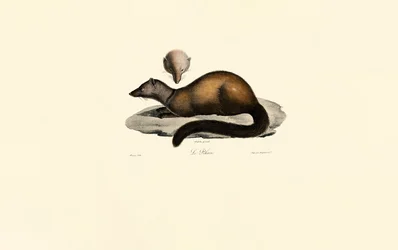 Tayra und Iltis
